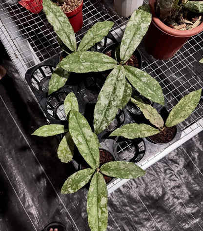 Hoya Undulata Silver Rare Tropical Indor Outdor Wax Plant