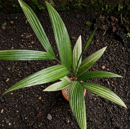Areca catechu Variegated – Rare Tropical Betel Nut Palm