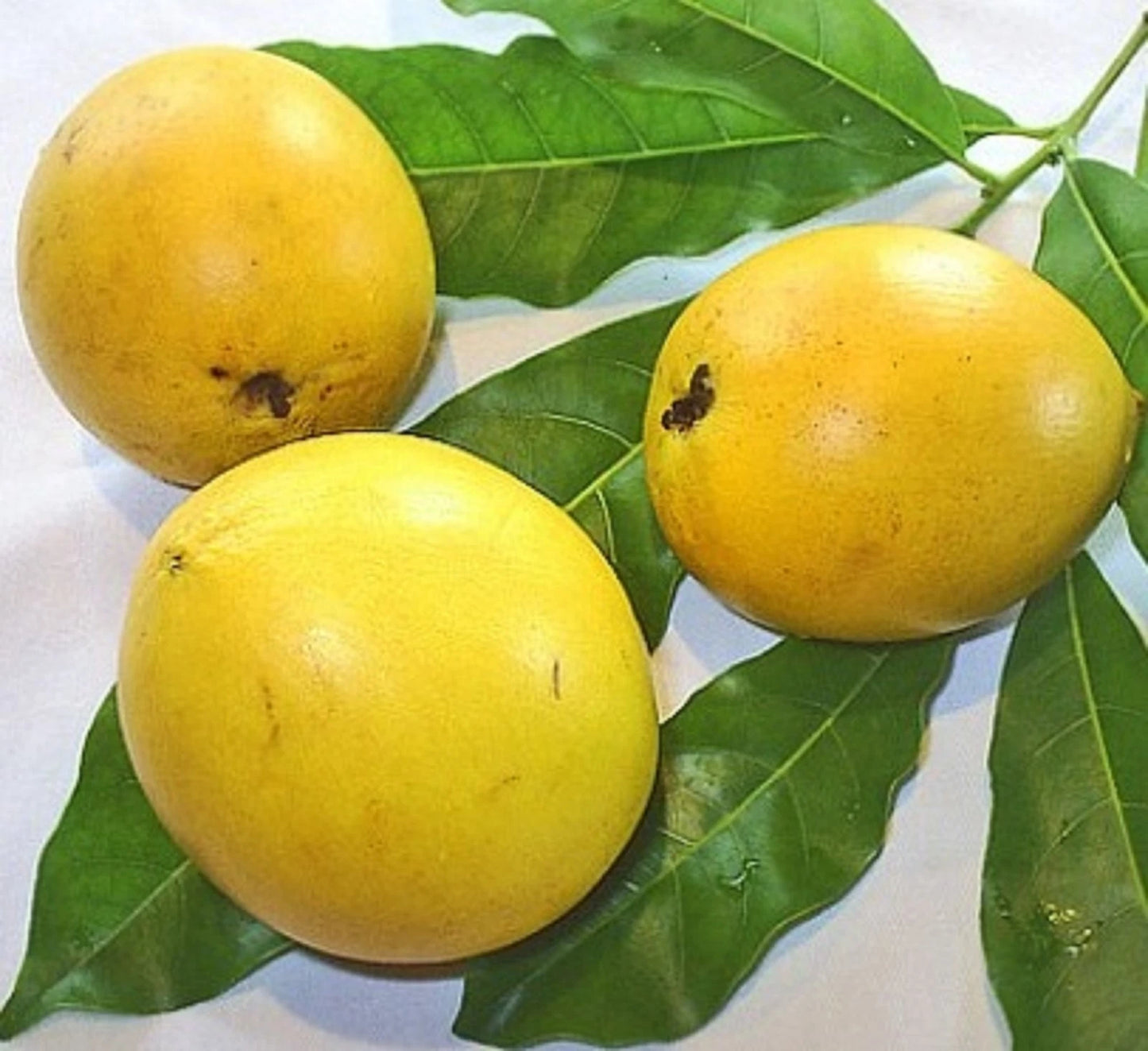 Australian 'Abiu' Grafted Fruit Tree - Premium Tropical Tropical Pouteria caimito