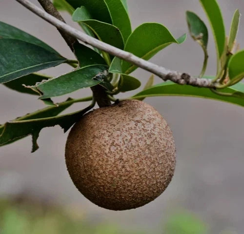 Lara Sapodilla Seeds (Manilkara zapota 'Lara') – 35 pcs Premium Fresh Rare Sweet Lara Chico Zapote Seeds for Planting