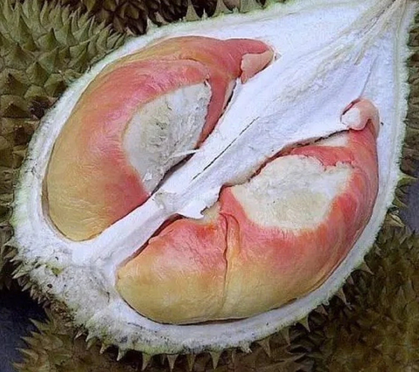 Rainbow Durian (Durian Pelangi) - Rare Grafted Exotic Fruit Tree