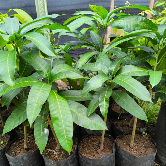 Miyazaki Mango Grafted Plant 45–60cm | Mangifera indica | Premium Sweet Mango Tree | DHL Express