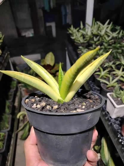 Sansevieria 'Marsha Anjani' Variegated - Rare Collector's Succulent
