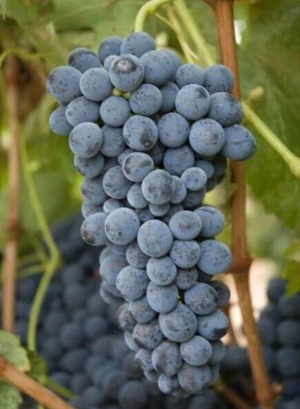 Lamberger Grape Seeds 100 pcs (Vitis vinifera) – Premium Certified Sweet Table & Wine Grape Vine Plant Seeds for Planting