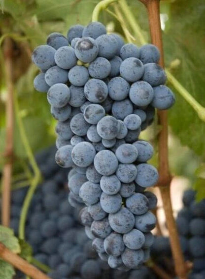 Lamberger Grape Seeds 100 pcs (Vitis vinifera) – Premium Certified Sweet Table & Wine Grape Vine Plant Seeds for Planting