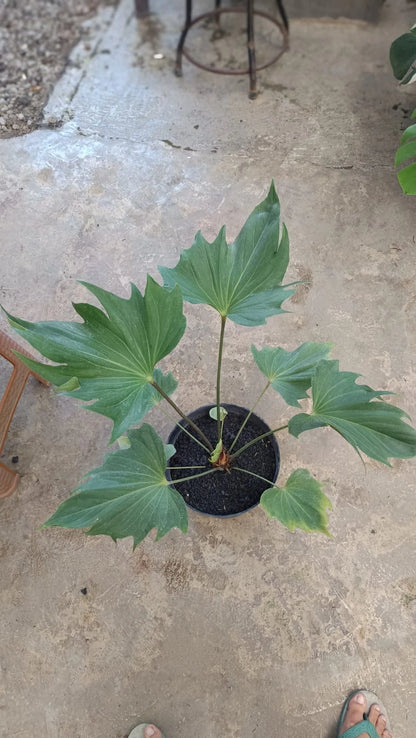Rare Anthurium Butterfly Ecuador - Premium Large Tropical Aroid Houseplant