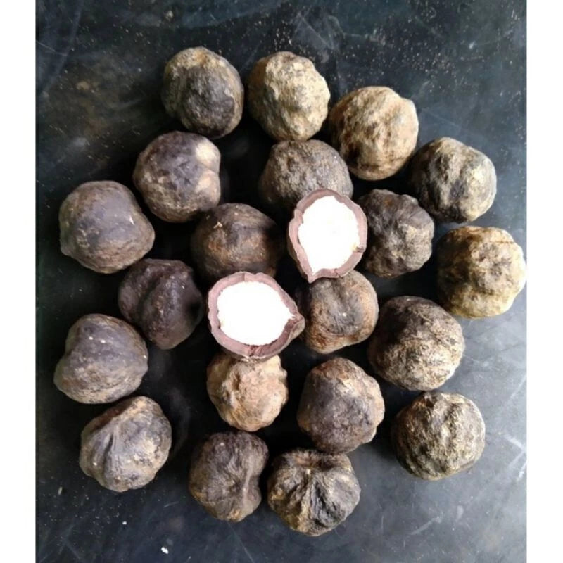Premium Candlenut Seeds (300+ pcs) - Authentic Kukui Nut Tree (Aleurites moluccana) for Planting