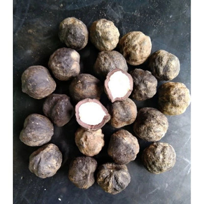Premium Candlenut Seeds (300+ pcs) - Authentic Kukui Nut Tree (Aleurites moluccana) for Planting