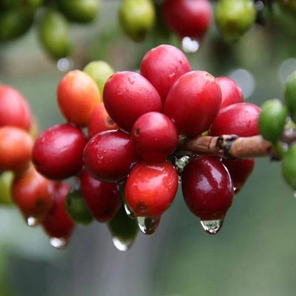 Hybrid H1 Coffee Seeds (Coffea arabica var. Hybrid H1 / Centroamericano H1) – Premium High-Yield Disease-Resistant Specialty Coffee Plant Seeds for Planting