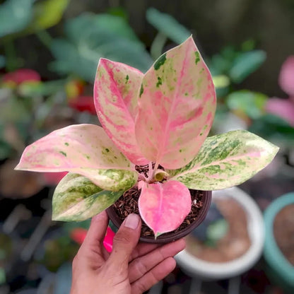 Aglaonema 'Emerald Mutation' - Rare & Striking Variegated Specimen