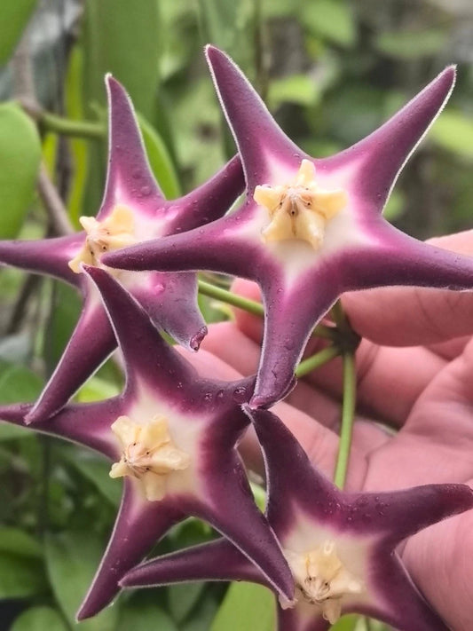 Hoya Stenophylla Dark SP Papua Rare Tropical Plant (Dark-Leaved Epiphytic Wax Vine Specimen) – Premium Botanical Houseplant Seeds & Cuttings for Growing