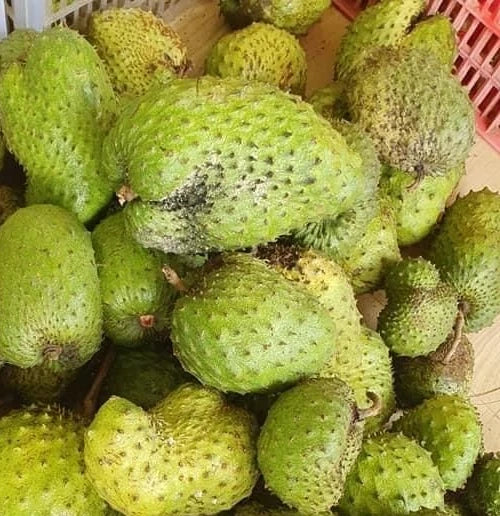 Guanabana Blanca Soursop Seeds (Annona muricata 'Guanabana Blanca') – 100 pcs Premium Fresh Rare Sweet Soursop Seeds