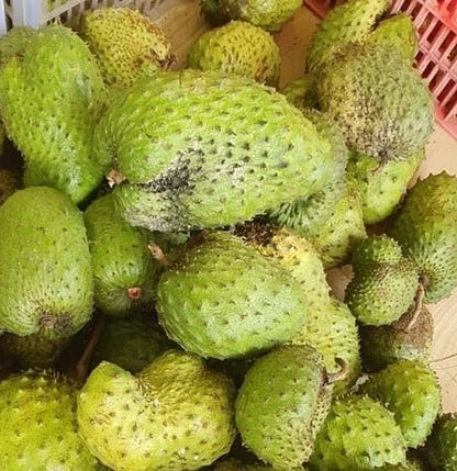 Guanabana Blanca Soursop Seeds (Annona muricata 'Guanabana Blanca') – 100 pcs Premium Fresh Rare Sweet Soursop Seeds