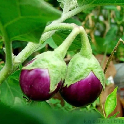 Round Purple Eggplant (Solanum melongena L.) – 1,000+ Premium Seeds