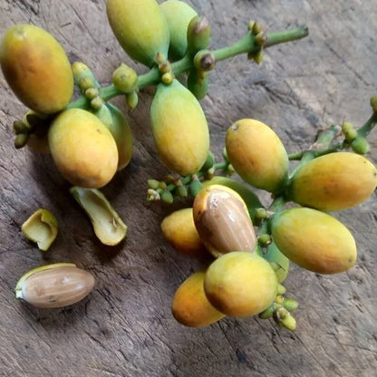 50+ Melinjo Seeds (Gnetum gnemon) – Premium Tropical Gymnosperm, Edible Nut & Leaf Vegetable Tree Seeds for Planting