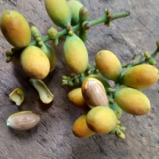 50+ Melinjo Seeds (Gnetum gnemon) – Premium Tropical Gymnosperm, Edible Nut & Leaf Vegetable Tree Seeds for Planting