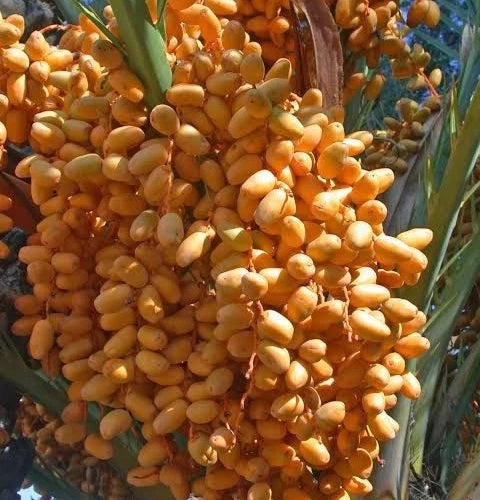 Lulu Date Palm Seeds (Phoenix dactylifera) – 35+ Premium Fresh UAE Lulu Sweet Date Palm Seeds for Planting