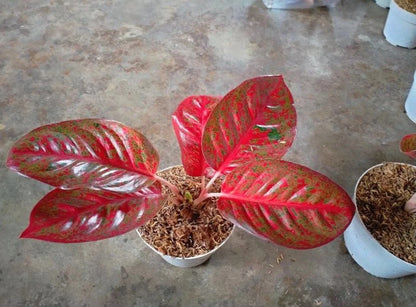 Rare Aglaonema Red Stardust Live Plant - Vibrant Speckled Tropical Houseplant