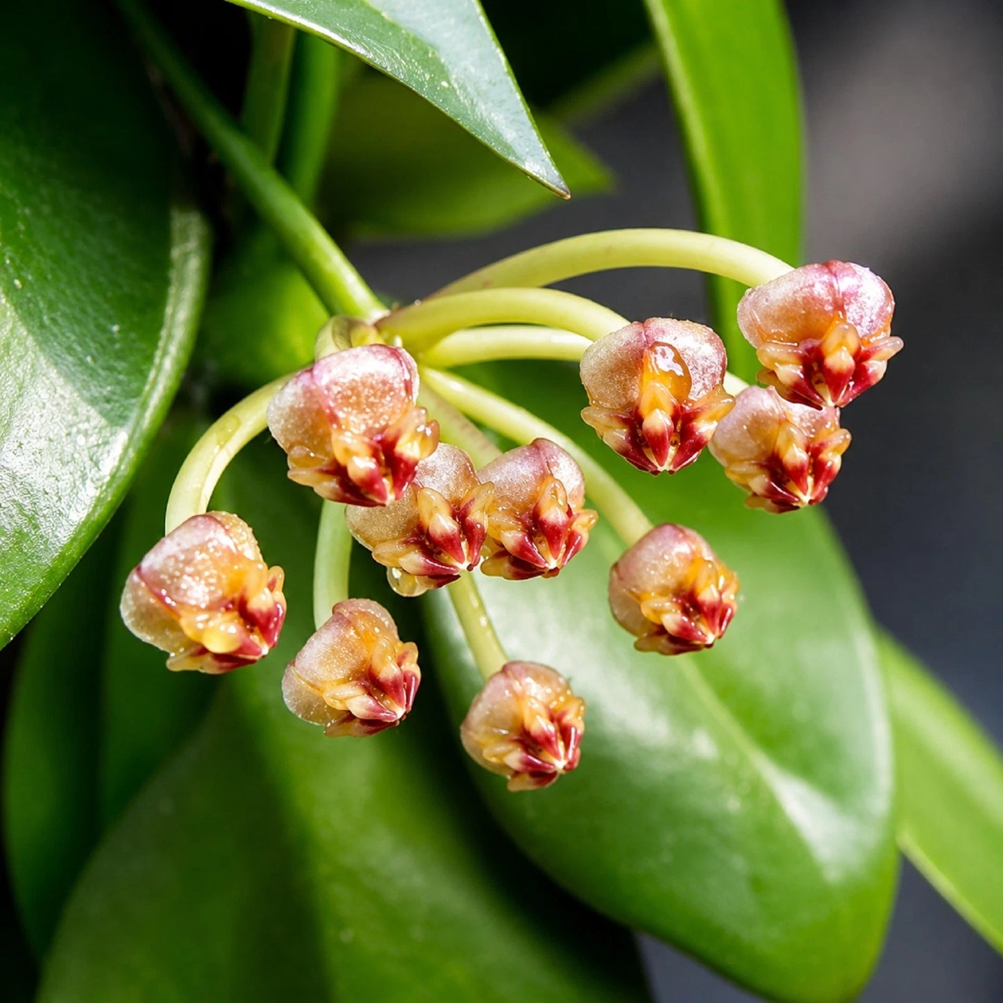 Rare Hoya Kuhlii Live Plant - Premium Rooted Exotic Tropical Collector Wax Plant