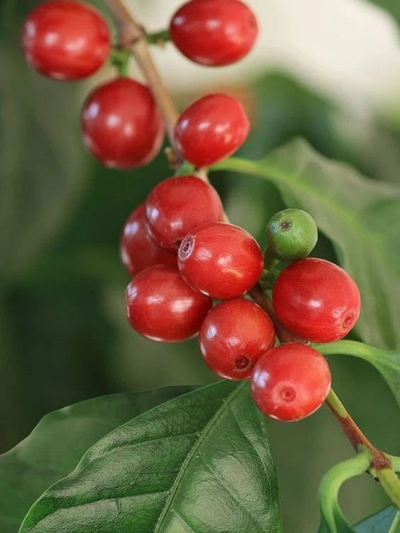 Certified Hibrida Timor Coffee Seeds (Coffea sp.) – Rare Natural Hybrid Coffee Bean Seeds for Planting with Superior Resistance (120+ Pcs)