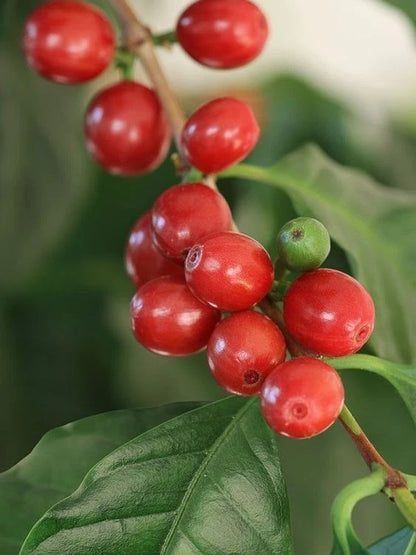 Certified Hibrida Timor Coffee Seeds (Coffea sp.) – Rare Natural Hybrid Coffee Bean Seeds for Planting with Superior Resistance (120+ Pcs)