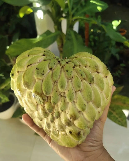 Giant Custard Apple Seeds var. Jumbo Sugar Apple (Annona squamosa) – Premium Sweetsop Fruit Seeds for Planting (100+ Pcs)