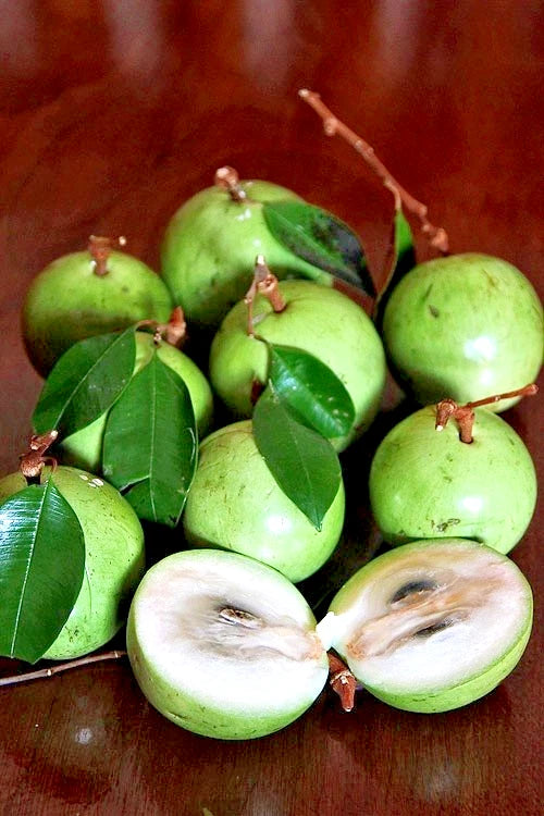 500+ Green Star Apple Seeds (Chrysophyllum cainito) | Caimito Tropical Fruit Tree | Rare Exotic Fruit Seeds
