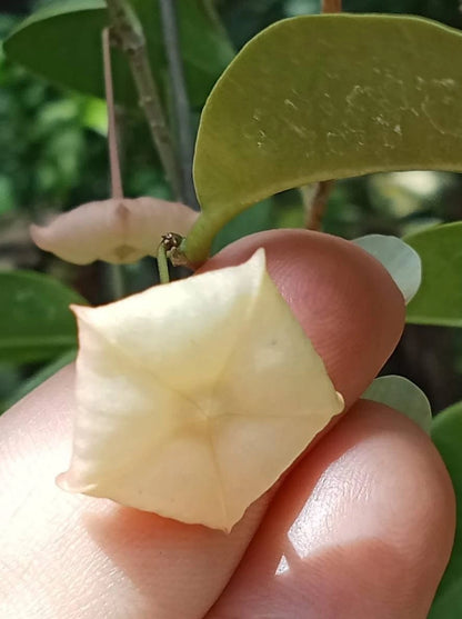 Rare Hoya Evelinae Sp Papua - Premium Exotic Tropical Wax Plant Collector's Ivy