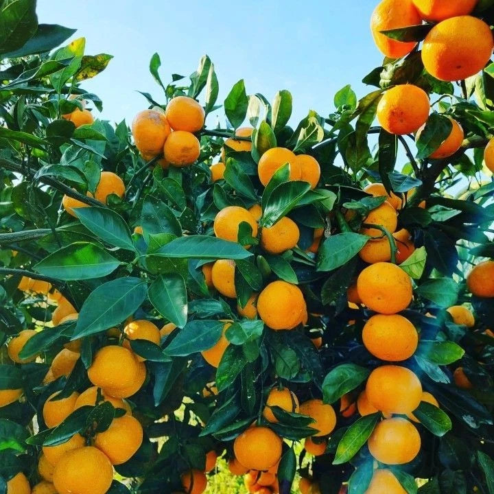 Reikou Orange Seeds (Citrus Reticulata Hybrid) – Certified Heirloom Japanese Mandarin Fruit Crop for Planting