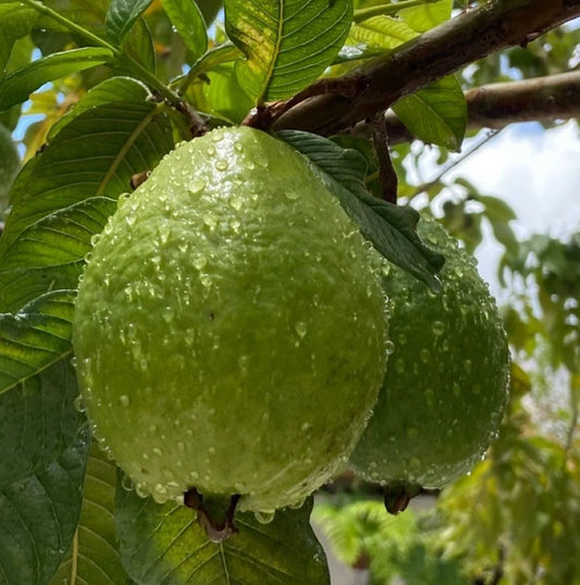 250+ Superior White Guava Seeds (Psidium guajava) | Sweet White Flesh | Tropical Fruit Tree