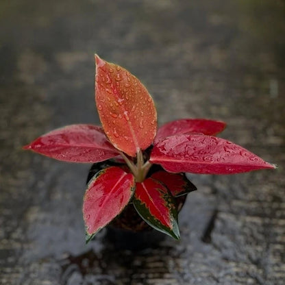 Aglaonema Kochin Charlie Brown - Unique & Exotic Tropical Houseplant
