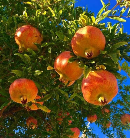 Premium Dholka Pomegranate Seeds (Punica granatum) – Authentic Rare Indian Cultivar heirloom Fruit Seeds (100+ Count)