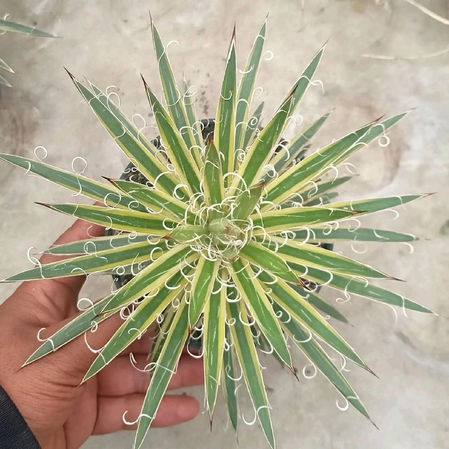 Variegated Agave Leopoldii – Rare Tropical Indoor Outdoor Variegated Thread Agave Specimen