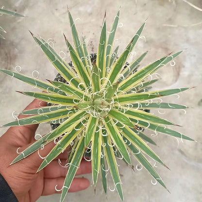Variegated Agave Leopoldii – Rare Tropical Indoor Outdoor Variegated Thread Agave Specimen
