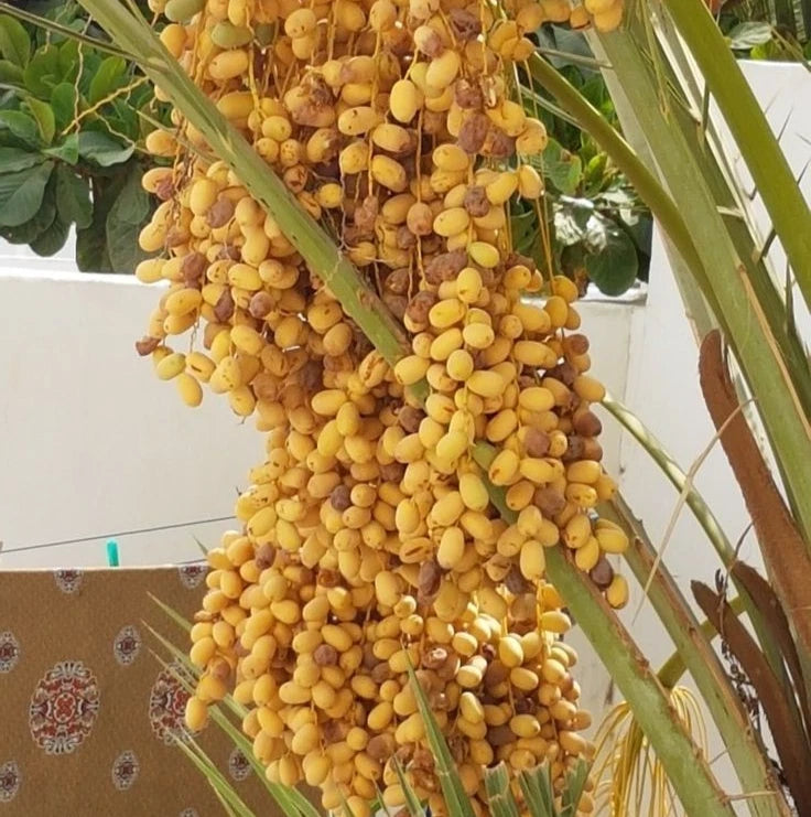 Khalas Dates Palm Seeds (Phoenix dactylifera var. Khalas) – Premium Sweet Desert Date Fruit Tree Seeds for Planting (35 Pcs)
