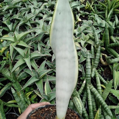 Sansevieria Laurentii Stover Silver – Rare Tropical Metallic Snake Plant