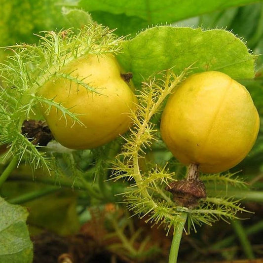 Wild Passion Fruit Seeds (Passiflora foetida) | 150+ Rare Exotic Tropical Vine Seeds | Fast Growing