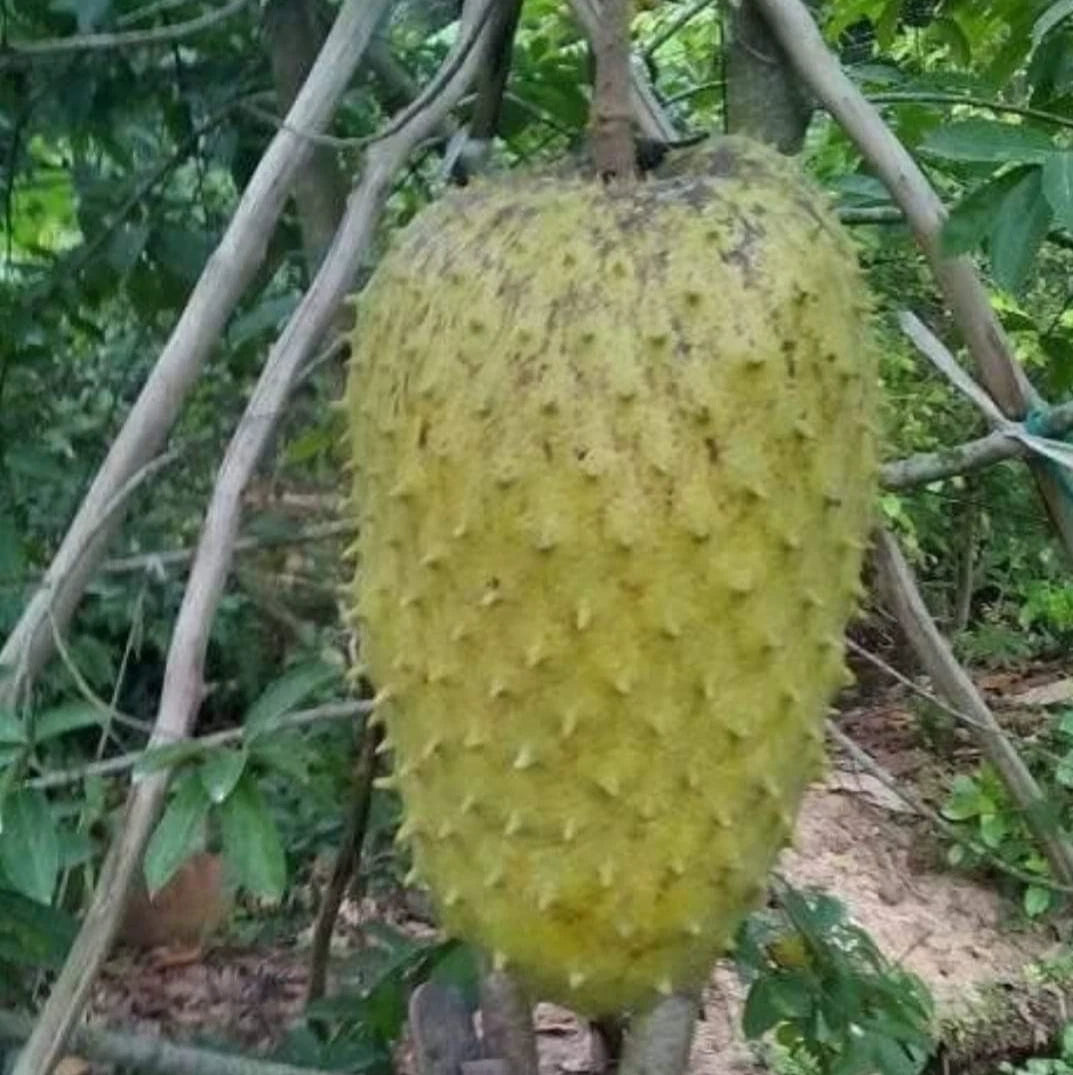 Premium Soursop Seeds var. Veracruz (Annona muricata) – Sweet Soursop Exotic Fruit Seeds for Planting (100 Pcs)