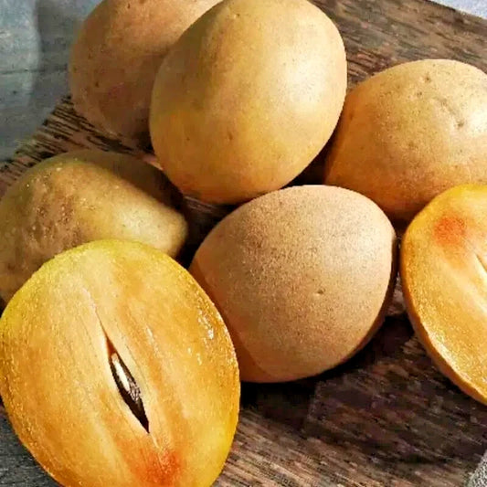 35+ Sapodilla Honey Seeds (Manilkara zapota / Sweet Honey Chico Fruit Tree / Premium Brown Sugar Sapote) – Premium Tropical Fruit Tree & Orchard Seeds for Planting