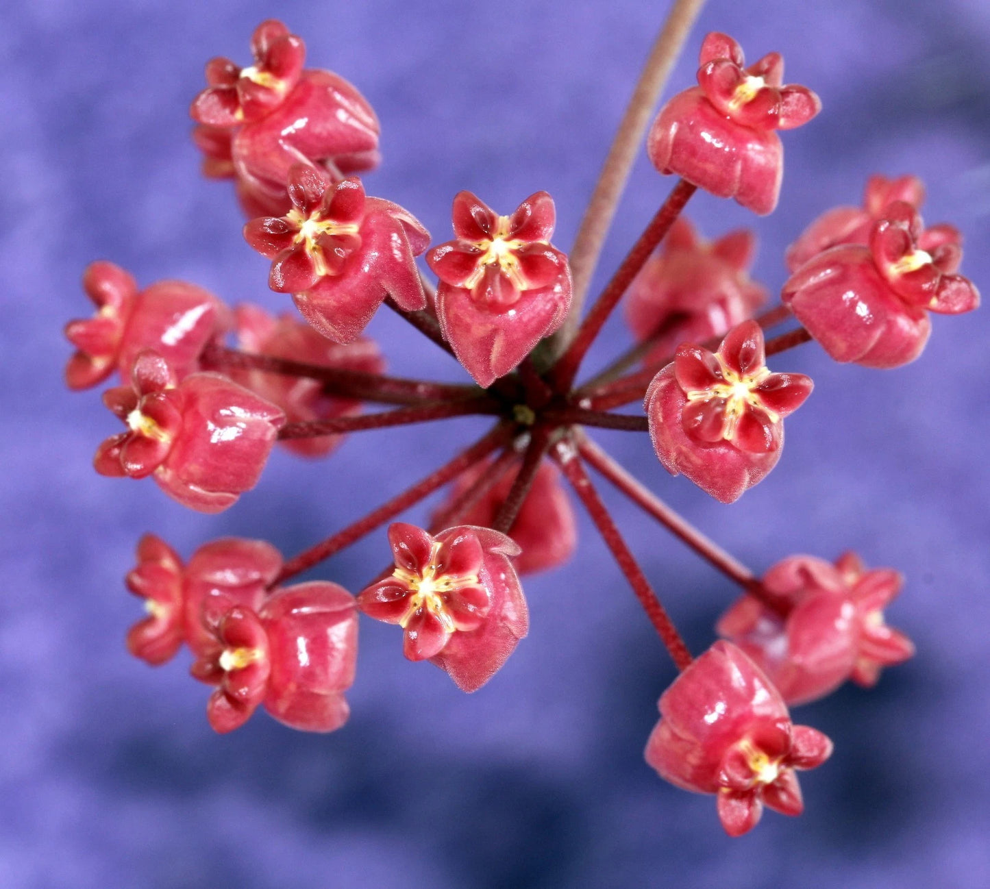 Hoya Scortechinii 'Red Leaves' – Rare Tropical Indoor Outdoor Wax Plant Certified Live Specimen for Planting