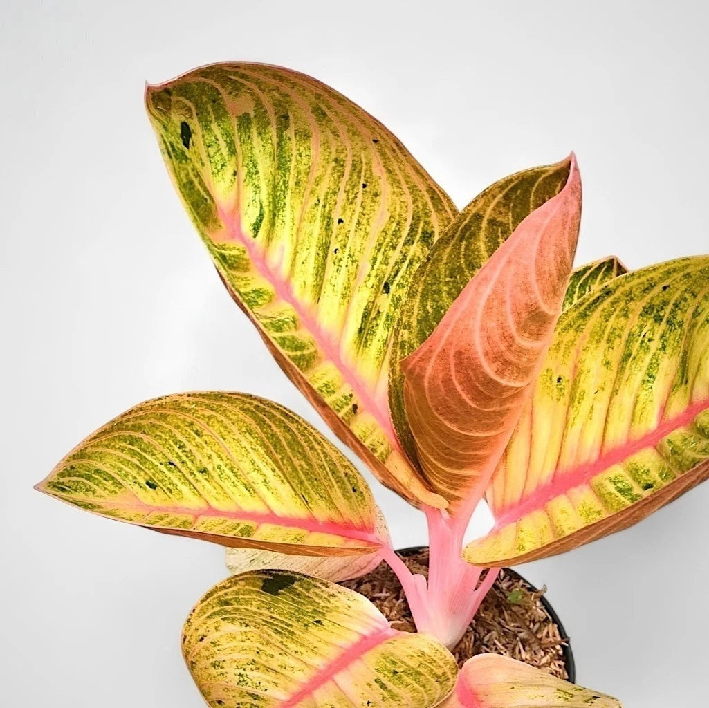 Aglaonema 'Goliath' - Grand Tropical Foliage