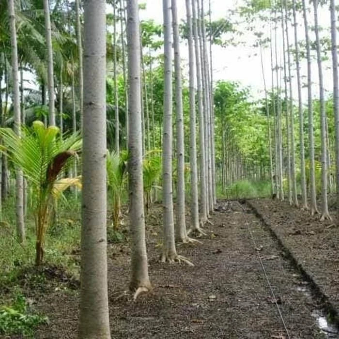 White Albizia Solomon Sengon Seeds (Falcataria moluccana / 2500+ Bulk Fast-Growing Timber & Shade Tree Seeds) – Premium Exotic Botanical Specimen Plant Seeds for Planting