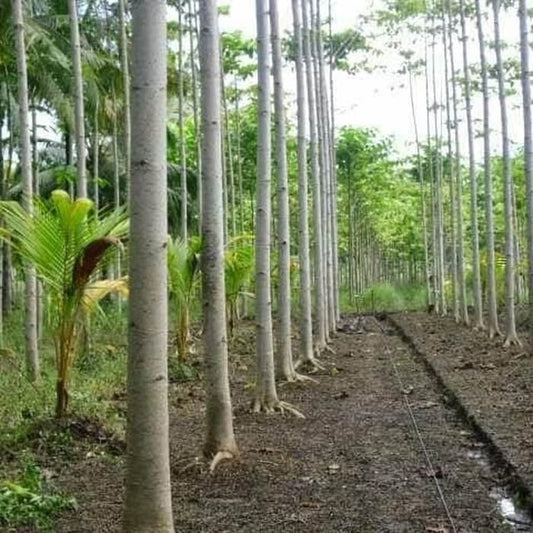 White Albizia Solomon Sengon Seeds (Falcataria moluccana / 2500+ Bulk Fast-Growing Timber & Shade Tree Seeds) – Premium Exotic Botanical Specimen Plant Seeds for Planting