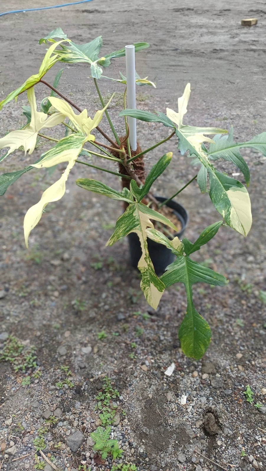 Philodendron 'Florida Beauty' (Variegated) – Rare Tropical Collector’s Aroid