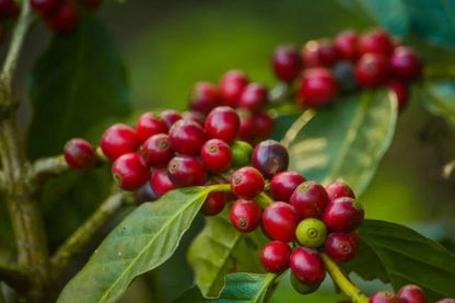 Green Tip Gesha Coffee Seeds (120+ Bulk Seeds, Coffea arabica var. Geisha) – Legendary Panamanian Award-Winning Gourmet Coffee Bean Plant Seeds for Planting