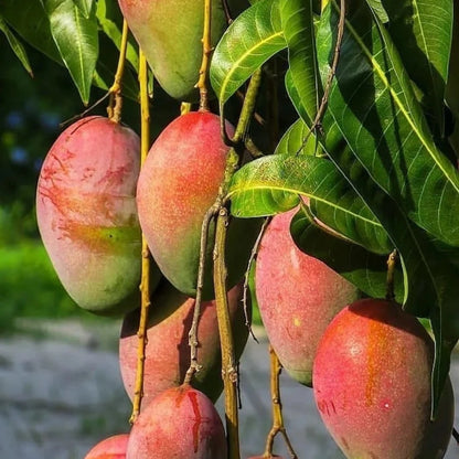 Premium Grafted Red Emperor Mango Fruit Tree - Sweet Tropical Mango Plant