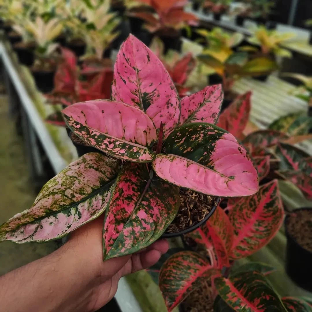 Aglaonema 'Ruby Fanta' - Vibrant & Bold Tropical Houseplant