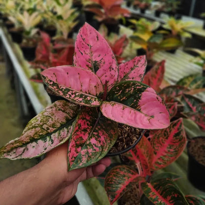 Aglaonema 'Ruby Fanta' - Vibrant & Bold Tropical Houseplant