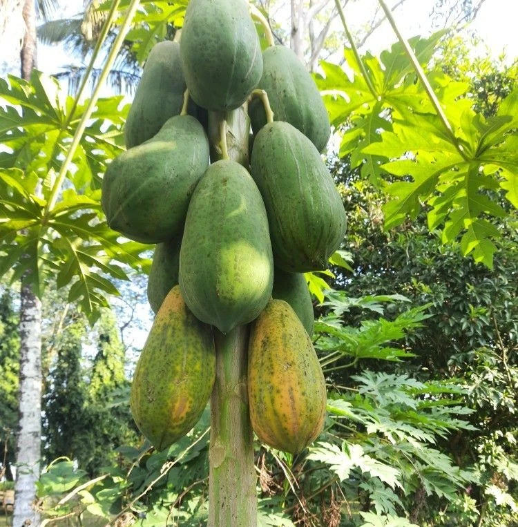 Bulk Red Delima Papaya Seeds (Carica papaya 'Delima') – 150+ Premium Fresh Rare Sweet Ruby-Fleshed Seeds for Planting