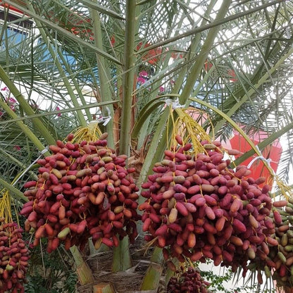 Khuneizi Date Palm Seeds (Phoenix dactylifera) – 35+ Premium Fresh Authentic Khuneizi Sweet Date Seeds for Planting